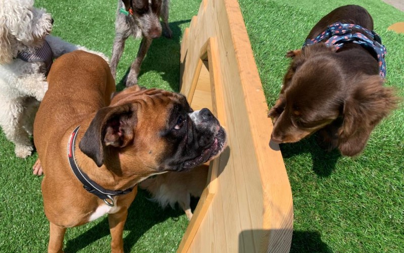 Dogs discovering new toys at our doggy day care in Liverpool