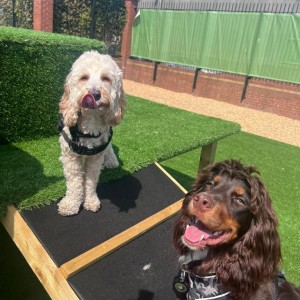 Doggy day care activities in Liverpool