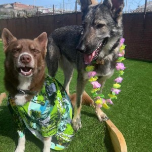 Hawaiian party at our doggy day care in Liverpool 