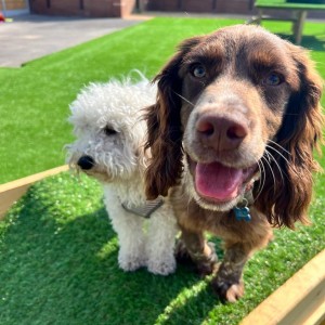 Meeting new friends at our doggy day care in liverpool