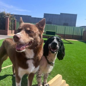 Friends for life at our doggy day care in liverpool